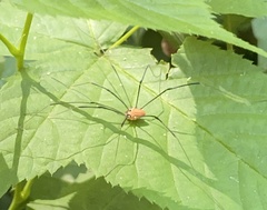 Leiobunum nigropalpi