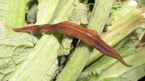 Obama Flatworm, photo 4 of 10