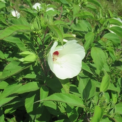 Hibiscus lasiocarpos
