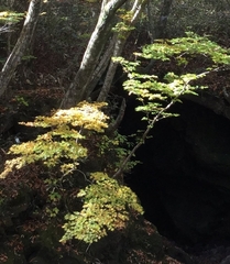 Acer pseudosieboldianum