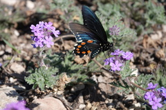 Glandularia tumidula