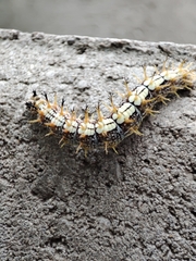 Nymphalis