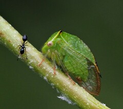 Hadrophallus bubalus