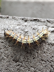 Nymphalis