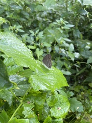 Mycalesis perseoides