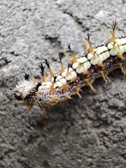 Nymphalis