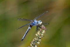 Libellula comanche