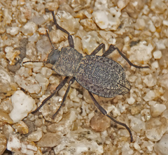 Philolithus morbillosus