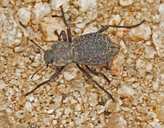 Philolithus morbillosus