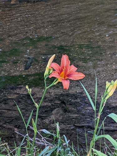Hemerocallis fulva