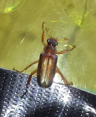 Dichelonyx subvittata