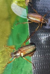 Dichelonyx subvittata