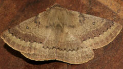 Anthela rubeola