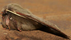 Anthela rubeola