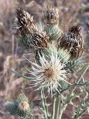Cirsium cymosum