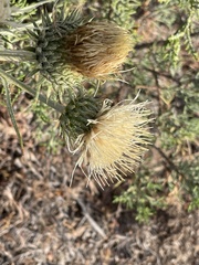 Cirsium cymosum