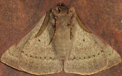 Anthela rubeola