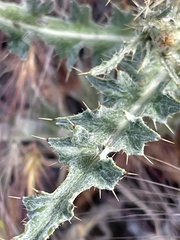 Cirsium cymosum