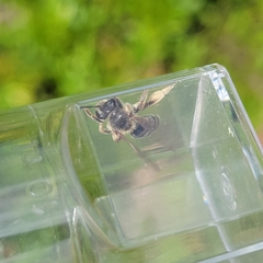 Andrena kalmiae