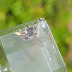 Andrena kalmiae