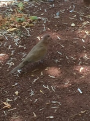 Streptopelia senegalensis