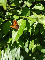 Polygonia progne