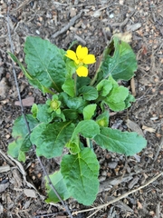 Chrysogonum