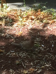 Streptopelia senegalensis