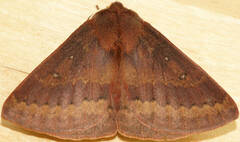 Anthela rubeola