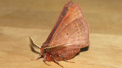 Anthela rubeola