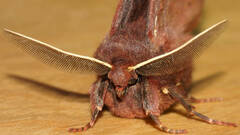 Anthela rubeola