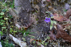 Campanula pallida