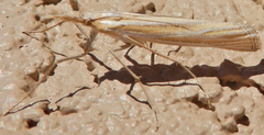 Eufernaldia cadarellus