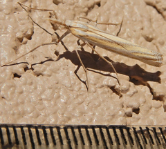 Eufernaldia cadarellus