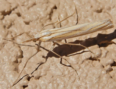 Eufernaldia cadarellus