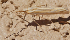 Eufernaldia cadarellus