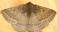 Anthela rubeola