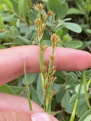 Cladium mariscoides