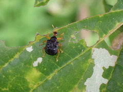 Paroplapoderus tristoides