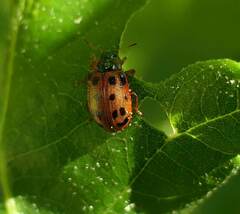 Chrysomela mainensis