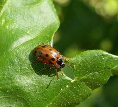 Chrysomela mainensis