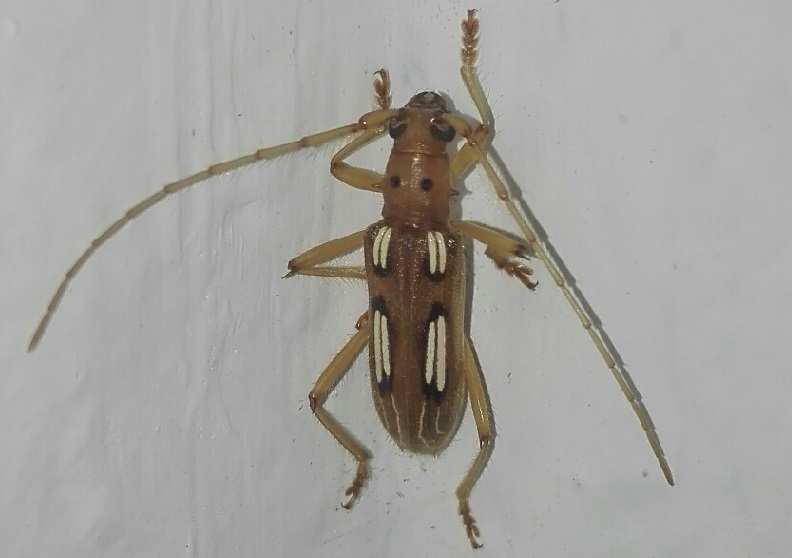 Beraba piriana