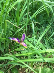 Iris graminea