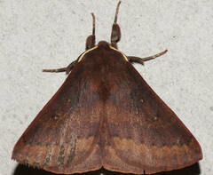 Anthela rubeola