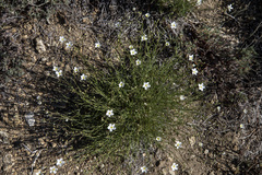 Eremogone ferrisiae