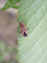 Graptostethus servus