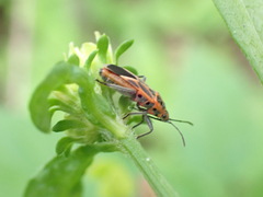 Graptostethus servus