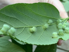 Pachypsylla celtidismamma