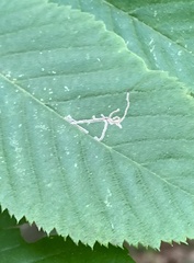 Caloptilia ostryaeella