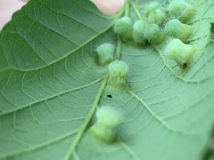 Pachypsylla celtidismamma